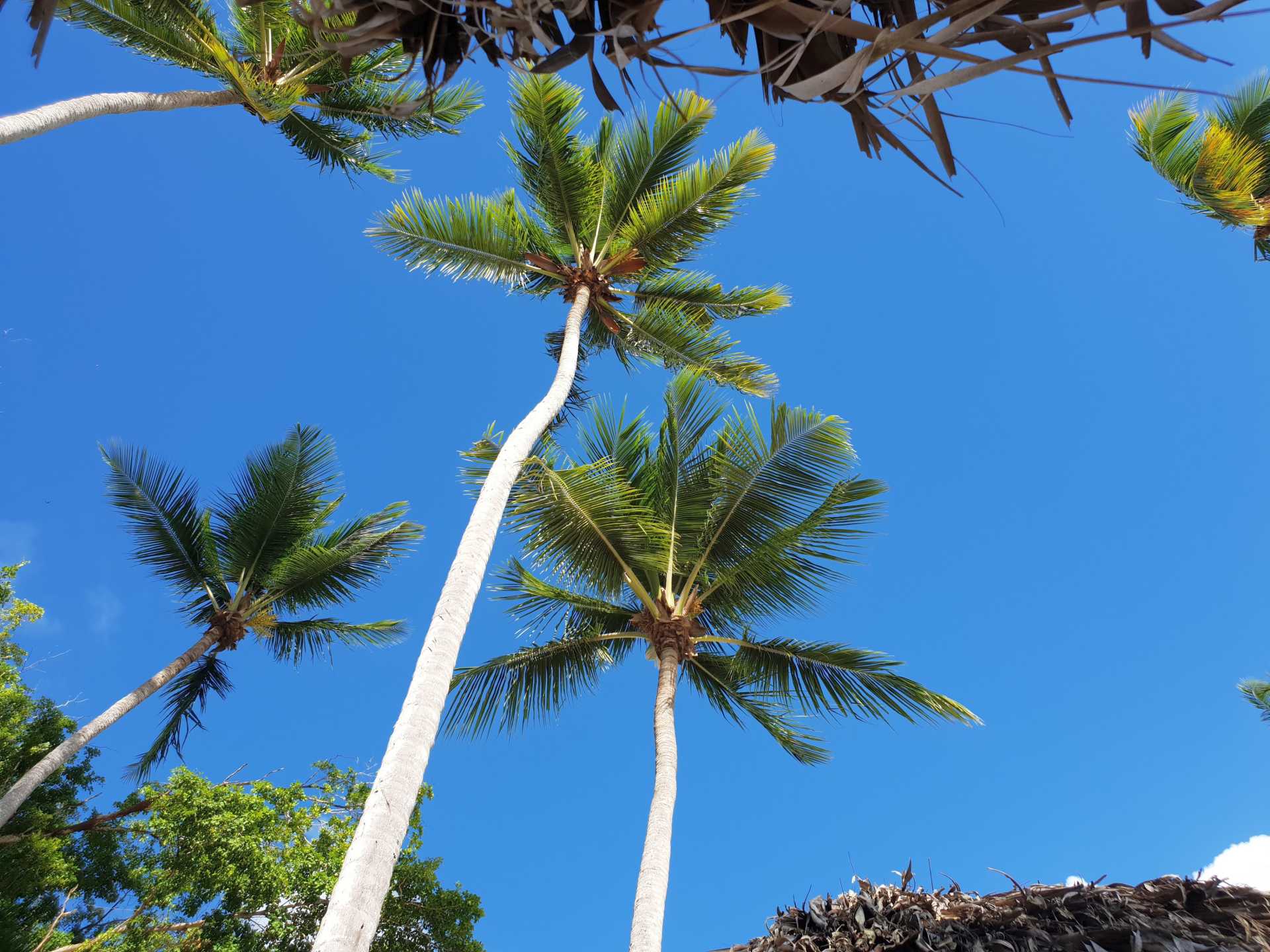 Palm trees against a clear blue sky